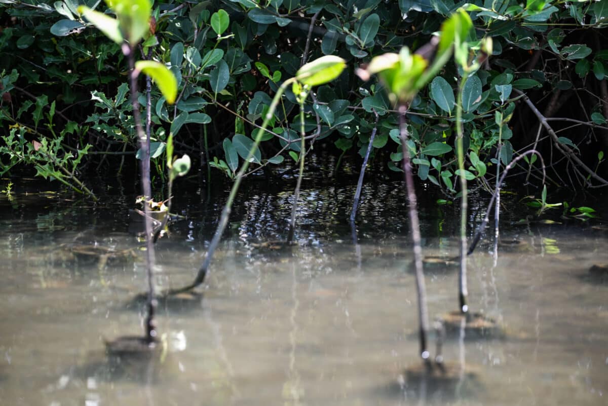 Mangrove restoration Poovar Kerala